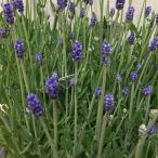 母の日ギフト　ラベンダー　早咲き３号（濃紫）　5号鉢植え　送料無料　北海道、沖縄、離島など一部地域発送不可