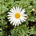 マーガレット・サワーリップルの苗