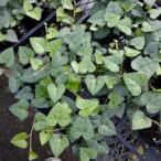 ヘデラＨ．’サーク’Hederah...