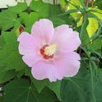 芙蓉(フヨウ)桃花の苗(2年生)