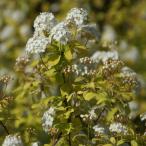 コデマリ「ゴールドファウンテン」の苗木