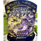 ハイドランジア(アジサイ)　スプラッシュの苗