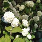 矮性オオデマリ（大手毬）　キャンディースノーの苗木