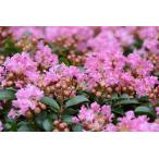 一才サルスベリピンクサマーの苗矮性