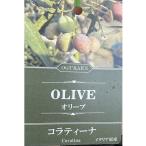オリーブの苗木コラティーナ5号スリ...