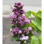 ライラック　’ブルームーン’の苗木