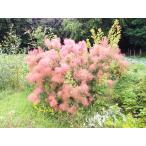  затонированный tree (.... дерево ). саженец рама 4 номер (12cm) pot 