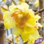 満月蝋梅（マンゲツロウバイ）の苗木