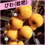 枇杷苗木茂木