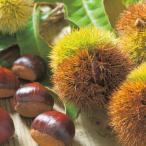 �I(�N��)�c�� �ۂ낽��