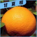 蜜柑苗木甘夏柑