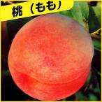 桃(モモ)苗木　白桃（ハクトウ）