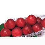 すもも苗木メスレー