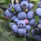 ブルーベリー苗木　ブライトウェル　ラビットアイ系