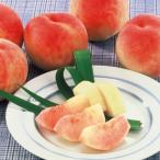 ショッピング桃 桃(モモ)苗木　川中島白桃