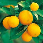 金柑苗木寧波金柑