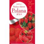 laz Berry (ki клубника ) саженец polana