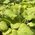 rubs(nawa белый клубника ) sunshine splendor. рассада | желтый золотой лист 