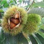 �I(�N��)�c�� �ۂ낷��