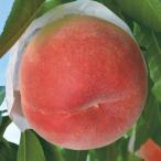 桃（モモ）苗木　さくら白桃