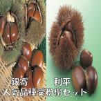 栗苗木銀寄と利平受粉樹セット