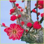 花梅の苗木　鹿児島紅（かごしまべに）　低め樹高タイプ