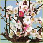 花梅の苗木 思いのまま(咲き分け)