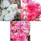 花桃の苗木 照手桃 3種セット