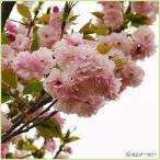 桜（サクラ）苗木　福禄寿（フクロクジュ）