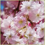 桜（サクラ）苗木　雨情枝垂れ（うじょうしだれ）