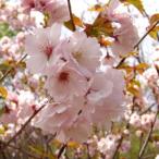 桜（サクラ）苗木　高砂（タカサゴ）／南殿桜（ナデンザクラ）