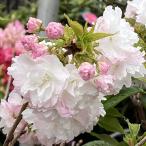 ショッピング桜 桜（さくら）苗木　蘭蘭（らんらん）