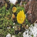 山野草・高山植物の苗　福寿草（フクジュソウ）3芽株