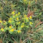 ユーフォルビアキパリシアスクラリス...