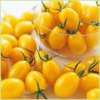 予約販売　ミニトマト　イエローアイコの苗