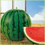  предварительный заказ распродажа запад .( арбуз ) красный маленький шар. рассада 