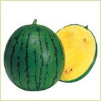  предварительный заказ распродажа запад .( арбуз ) новый .... рассада ( контактный дерево рассада )