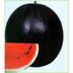  предварительный заказ распродажа запад .( арбуз ) Canon мяч. рассада ( контактный дерево рассада )