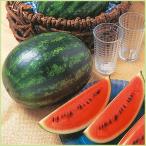  предварительный заказ распродажа запад .( арбуз )mada- мяч. рассада ( контактный дерево рассада )