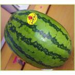  предварительный заказ распродажа запад .( арбуз ) Tiger King. рассада ( контактный дерево рассада )