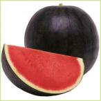  предварительный заказ распродажа запад .( арбуз ) солнечный tia. рассада ( контактный дерево рассада )