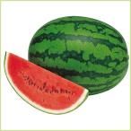  предварительный заказ распродажа запад .( арбуз )..... рассада ( контактный дерево рассада )