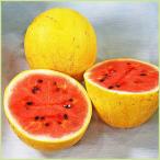  предварительный заказ распродажа запад .( арбуз ) золотой. Tama .. рассада ( контактный дерево рассада )