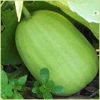  предварительный заказ распродажа дыня один . дыня. рассада ( контактный дерево рассада )