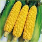 �Ƃ����낱���@���܂���V�̕c