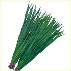 ニラ（にら）の苗