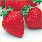 . клубника .. .... .. рассада 5 рассада комплект 