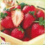 苺　イチゴ　とちおとめの苗
