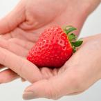 . клубника ..... рассада 5 рассада комплект 