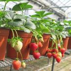 . клубника .. становится клубника. рассада 